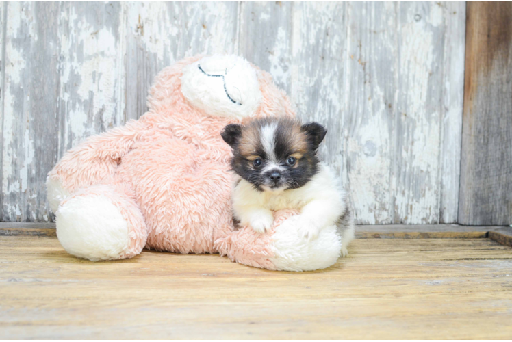 Pomeranian Puppy for Adoption