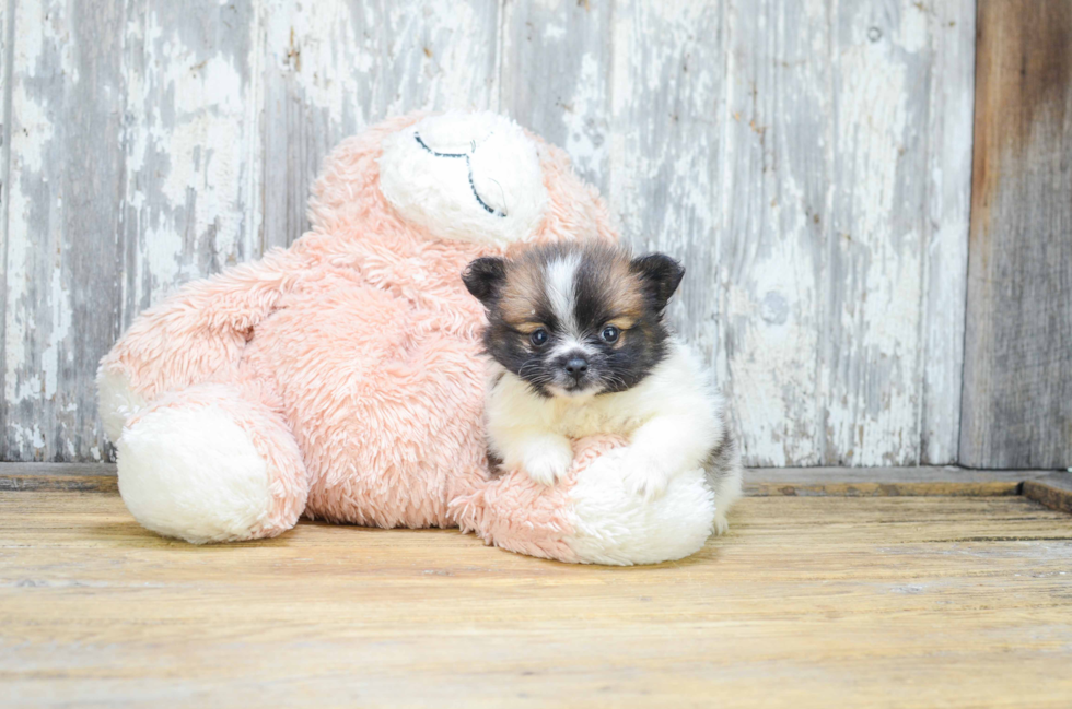 Pomeranian Puppy for Adoption