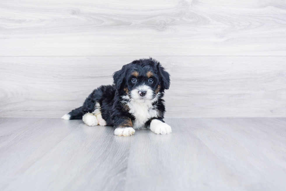 Mini Bernedoodle Pup Being Cute