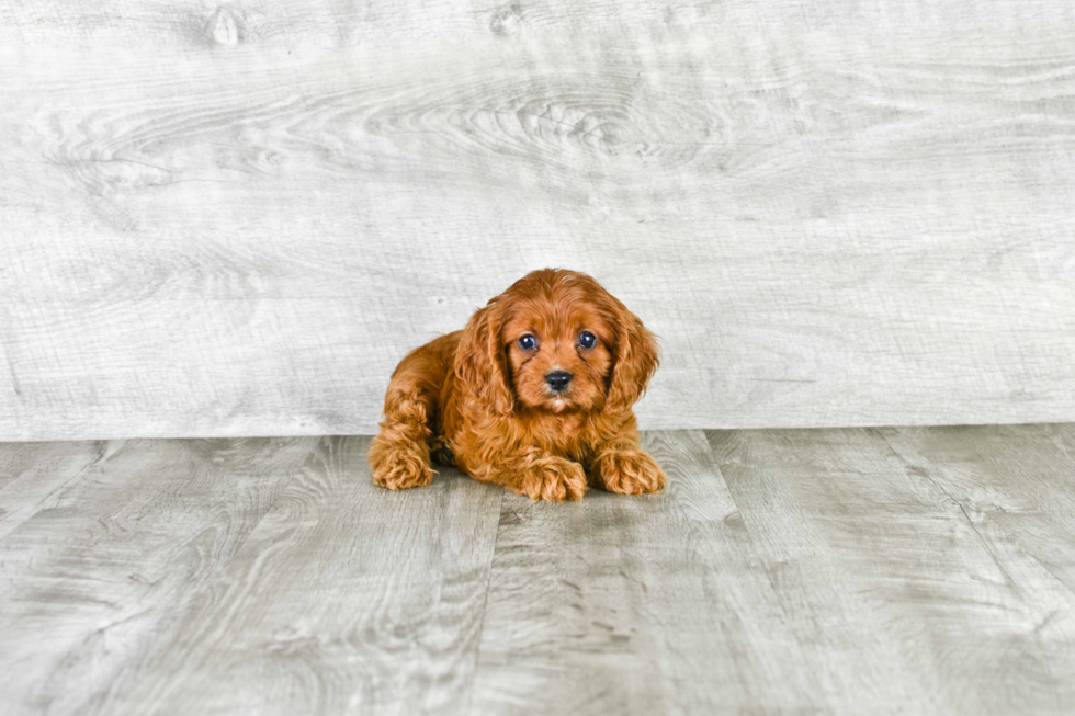 Cavapoo Puppy for Adoption