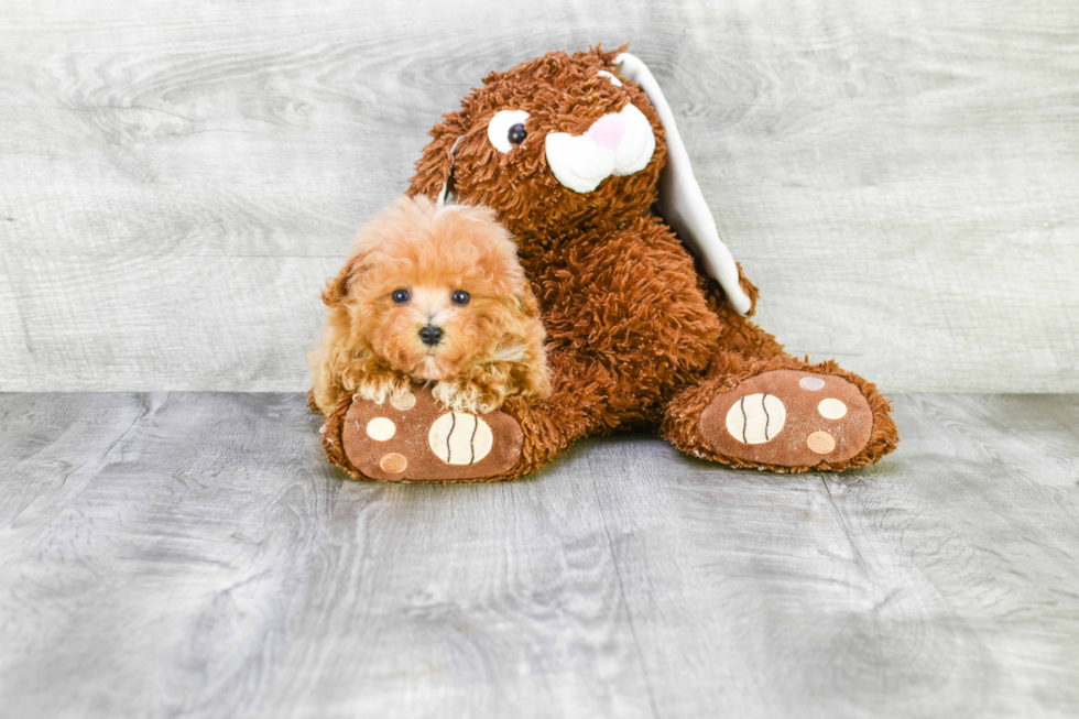 Cute Maltipoo Baby