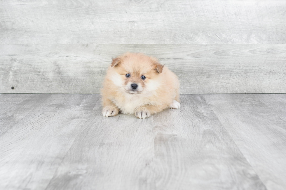 Playful Pomeranian Baby