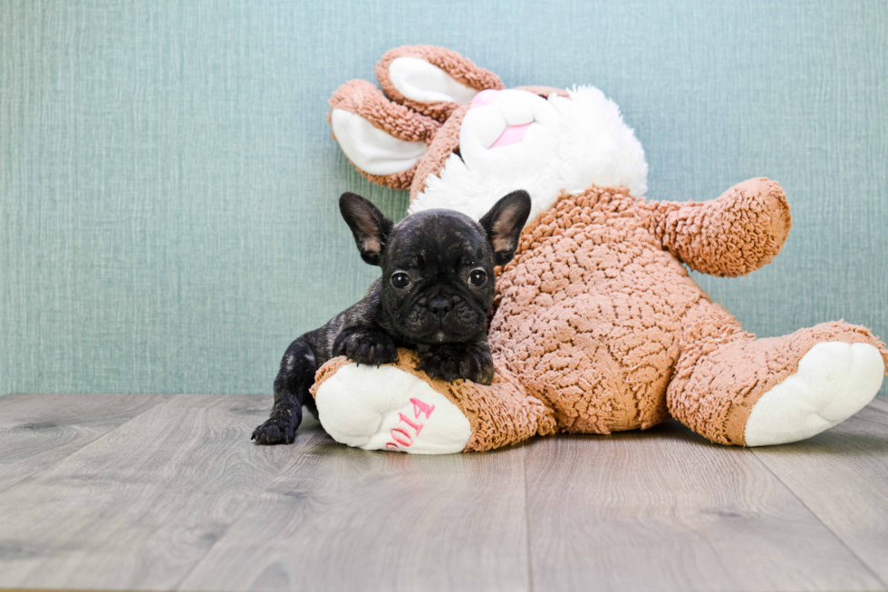 French Bulldog Puppy for Adoption