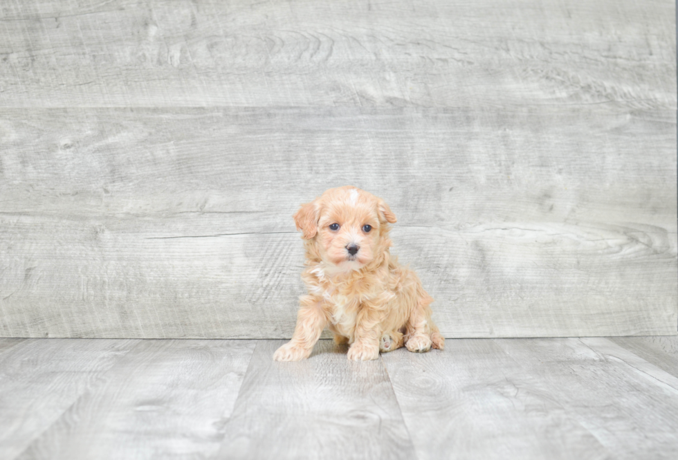 Hypoallergenic Maltese Poodle Poodle Mix Puppy