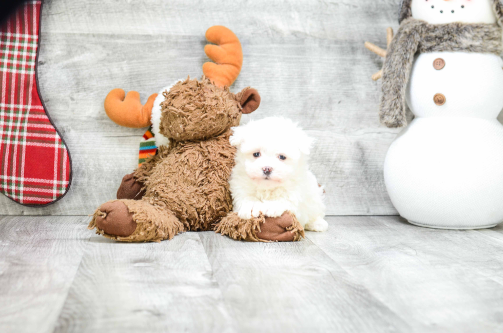 Playful Havanese Baby