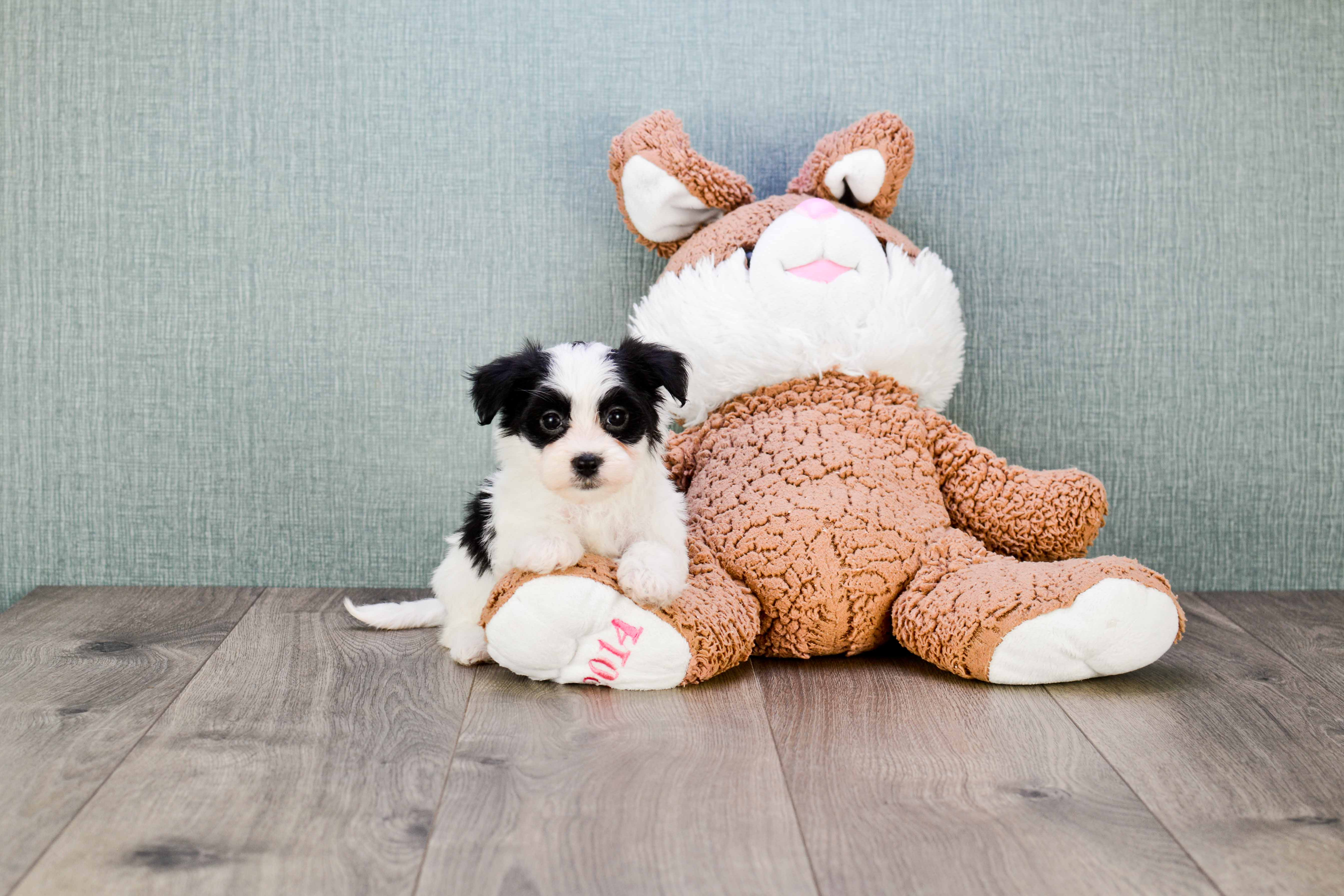 Morkie Puppy for Adoption