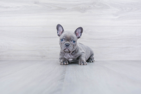 Popular French Bulldog Purebred Pup