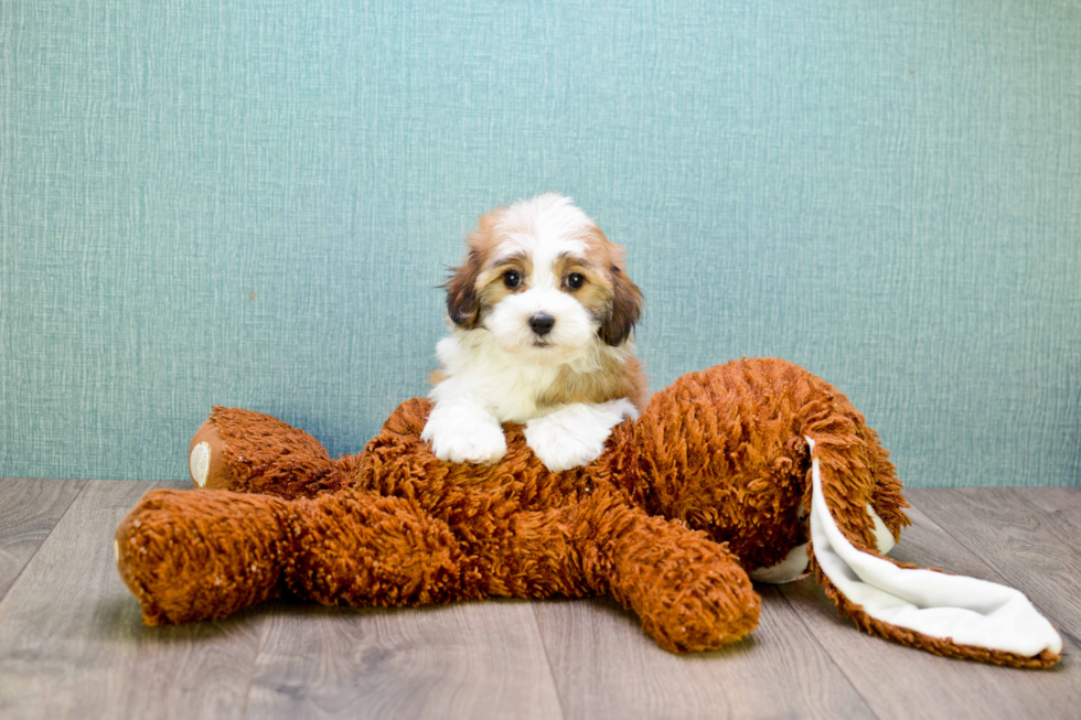 Happy Havanese Purebred Puppy