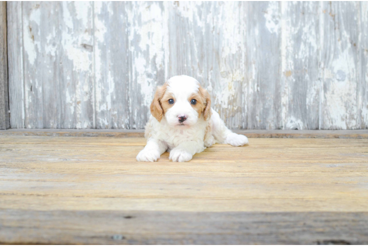 Cavapoo Puppy for Adoption