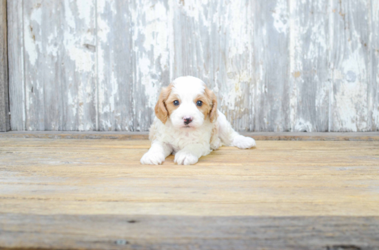 Cavapoo Puppy for Adoption