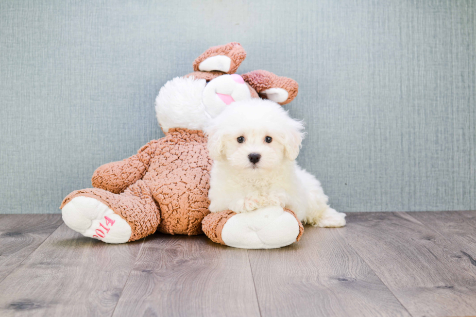 Friendly Bichon Frise Purebred Pup