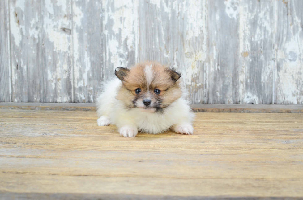 Pomeranian Pup Being Cute