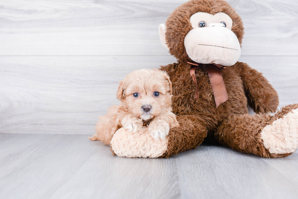 Small Cavapoo Baby