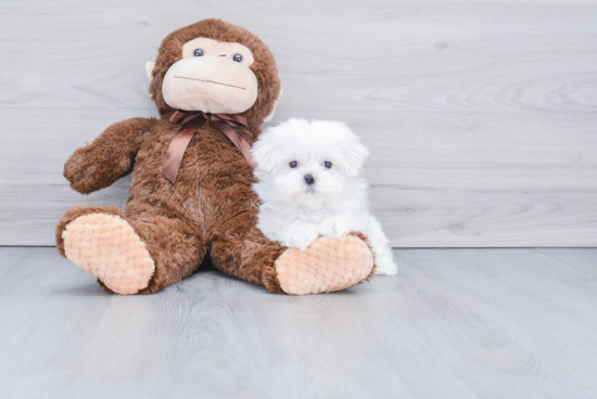 Maltese Puppy for Adoption