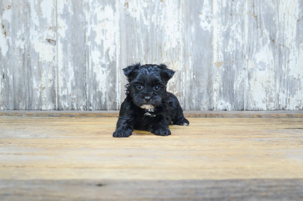 Energetic Yorkie Designer Puppy