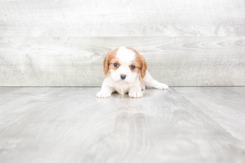 Little Cavalier King Charles Spaniel Purebred Pup