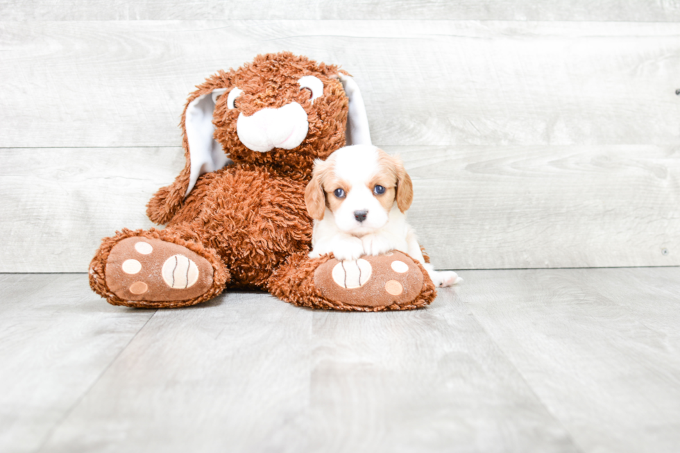 Funny Cavalier King Charles Spaniel Baby