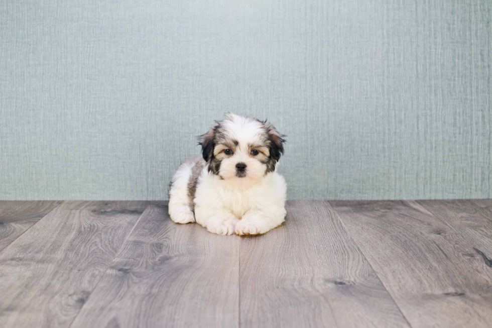 Teddy Bear Pup Being Cute