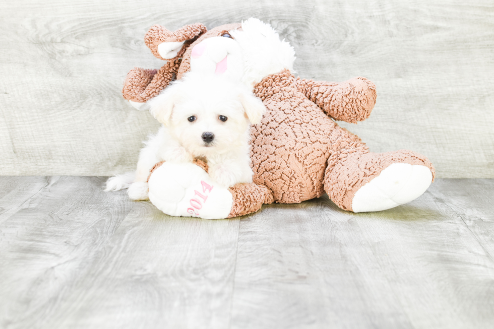 Petite Maltese Purebred Puppy