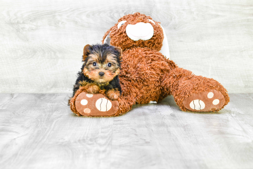 Meet Victoria - our Yorkshire Terrier Puppy Photo 