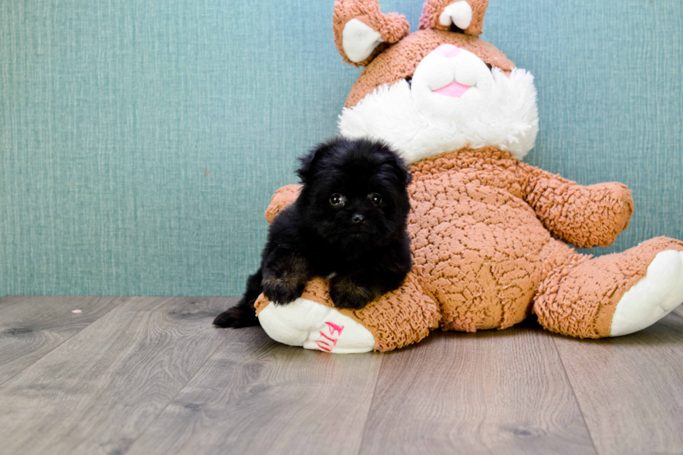 Cute Yorkie Pom Mix Pup