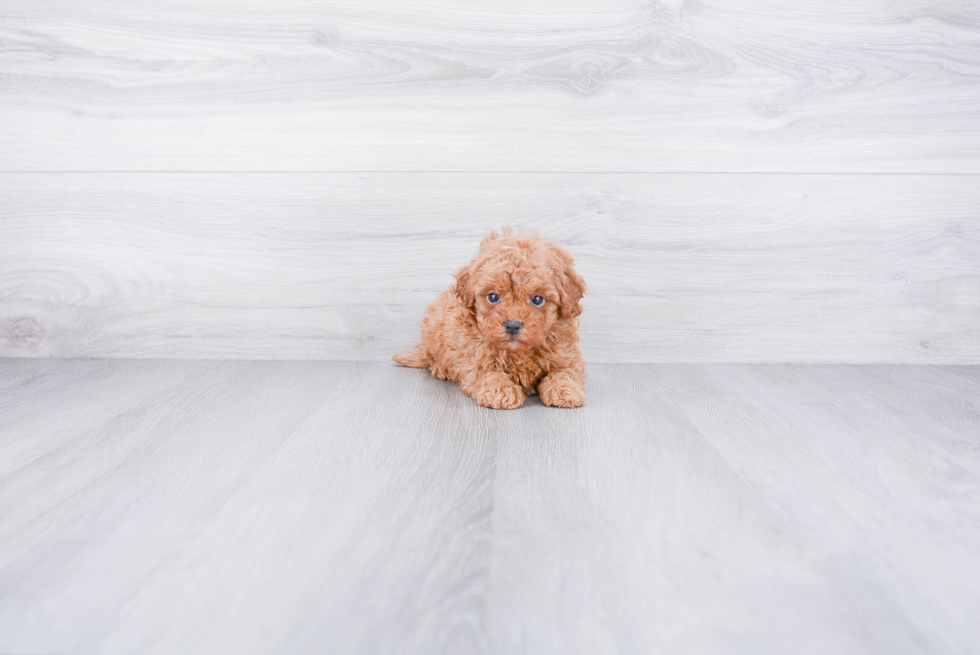 Hypoallergenic Cavoodle Poodle Mix Puppy