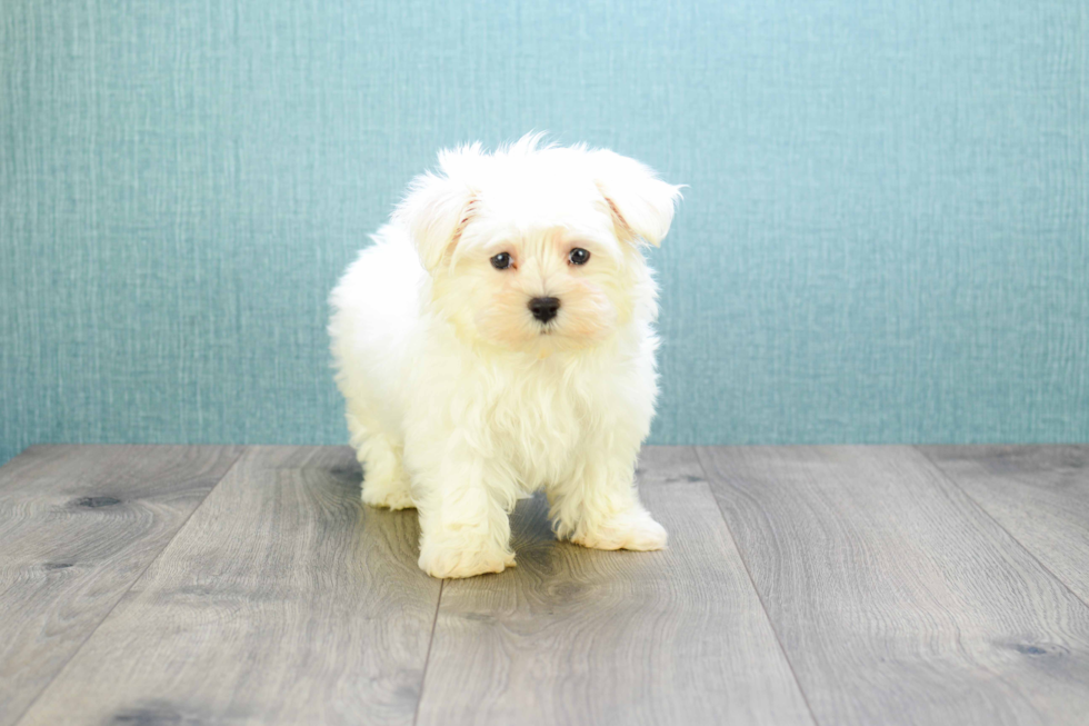 Maltese Pup Being Cute