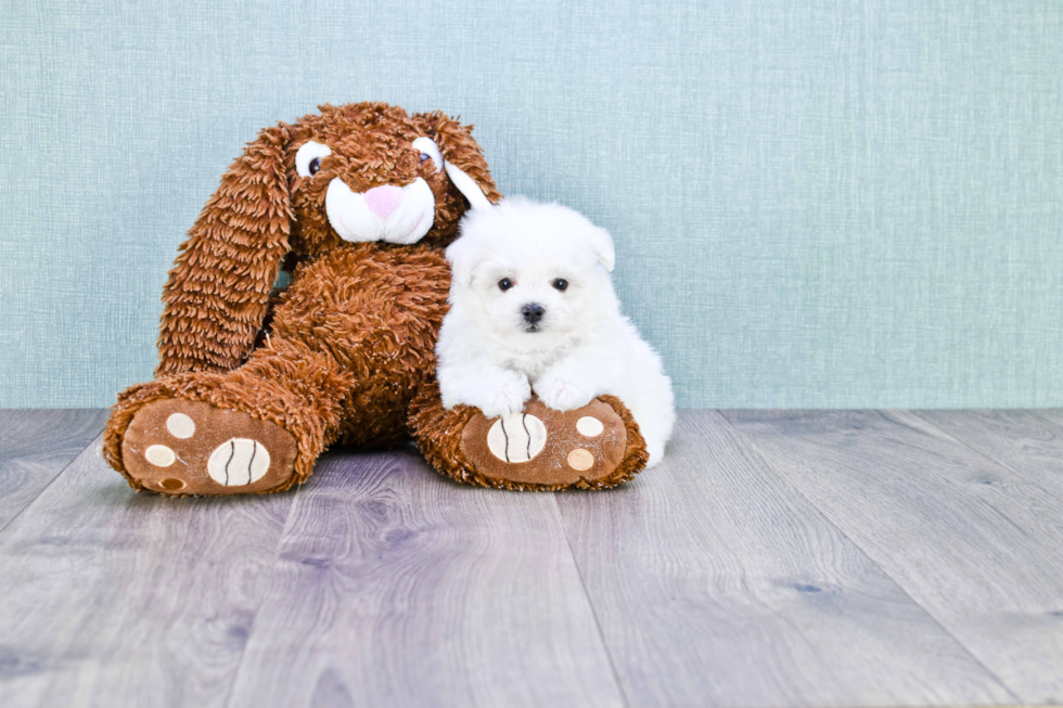 Small Maltipoo Baby