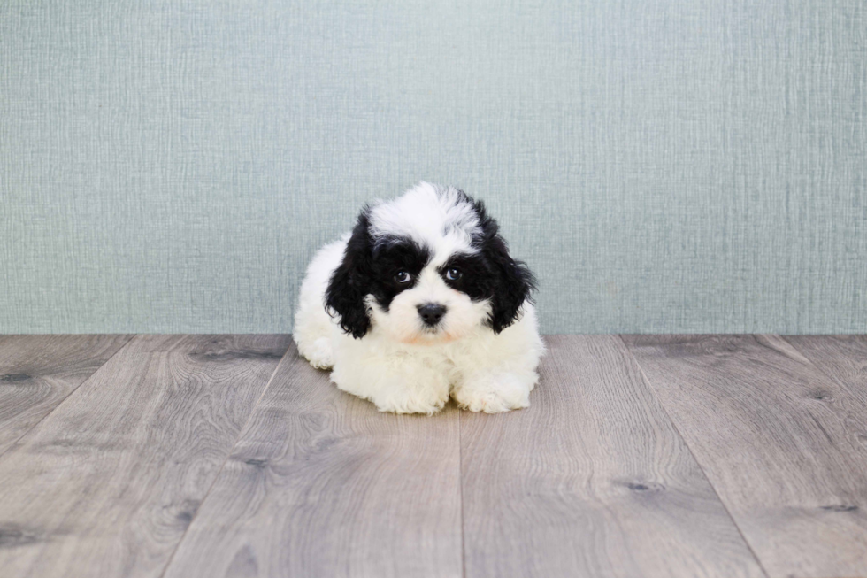 Playful Shi Chon Designer Puppy