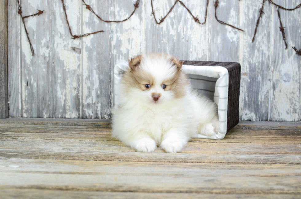 Pomeranian Puppy for Adoption