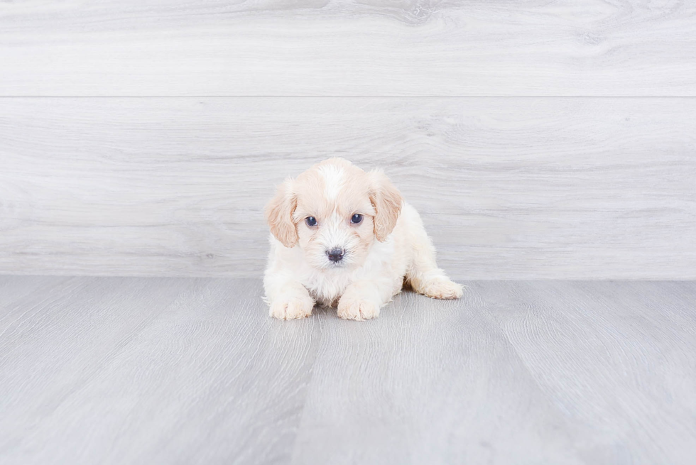 Petite Cavachon Designer Pup