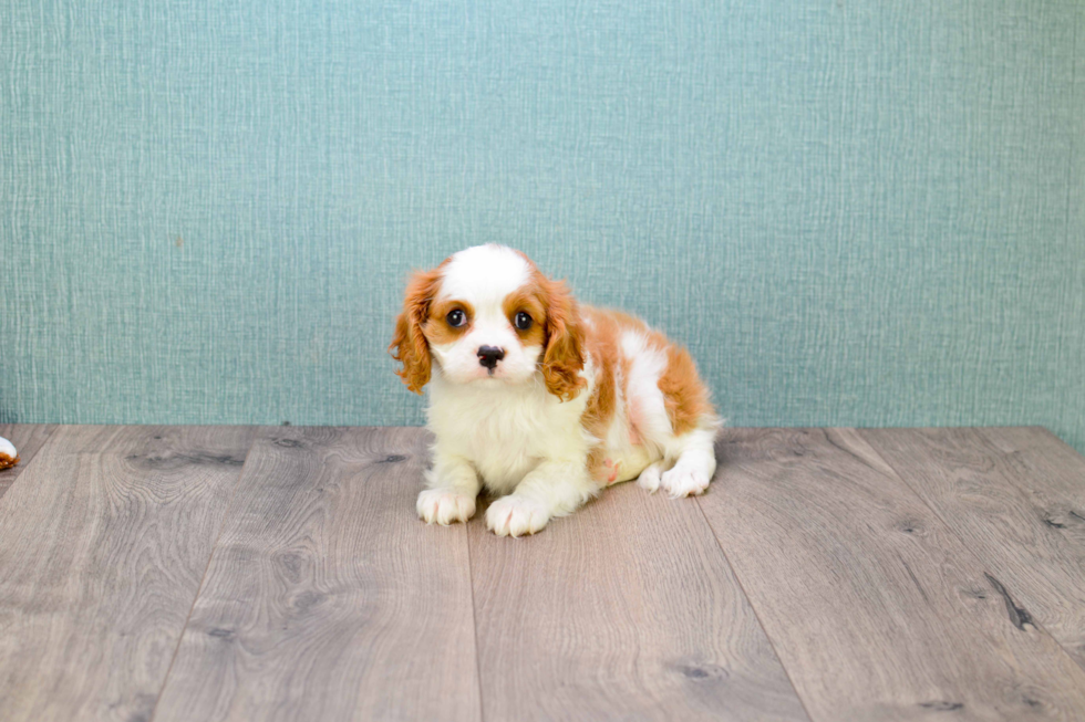 Hypoallergenic Cavalier King Charles Spaniel Baby
