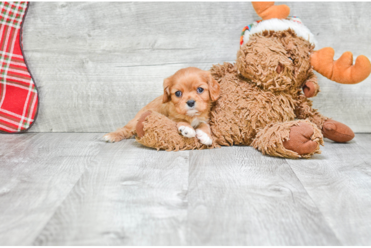 Cavalier King Charles Spaniel Puppy for Adoption