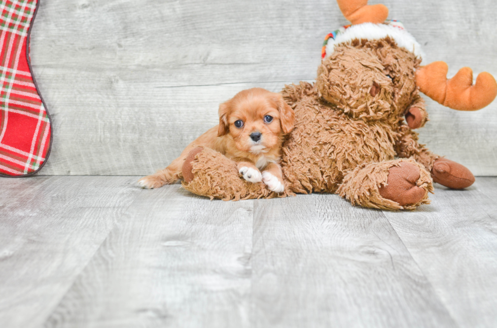 Cavalier King Charles Spaniel Puppy for Adoption