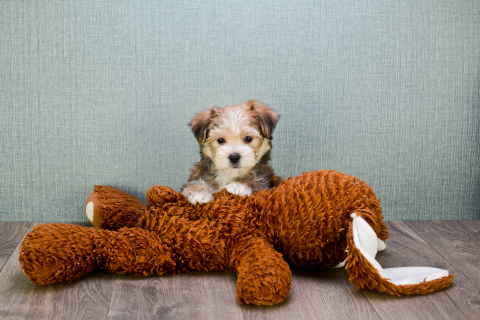 Hypoallergenic Yorkie Designer Puppy