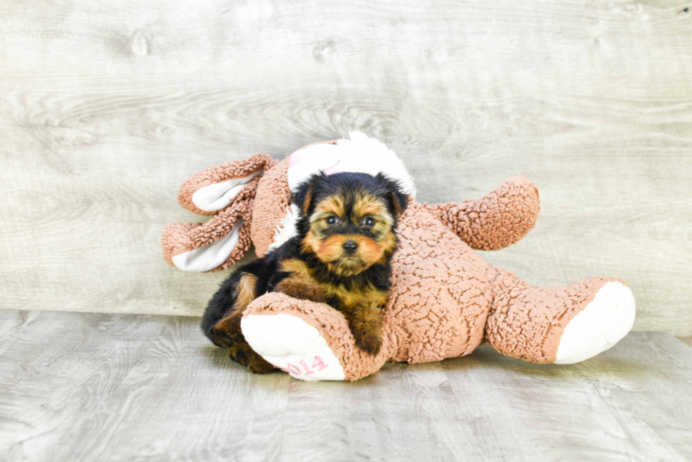 Meet Mandy - our Yorkshire Terrier Puppy Photo 