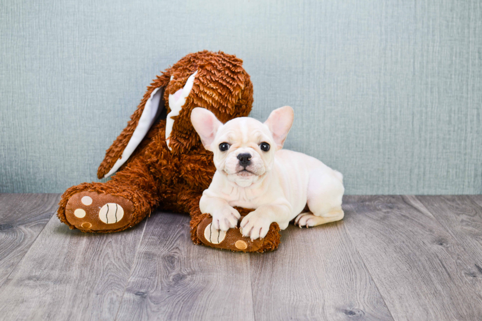 Akc Registered French Bulldog Purebred Pup