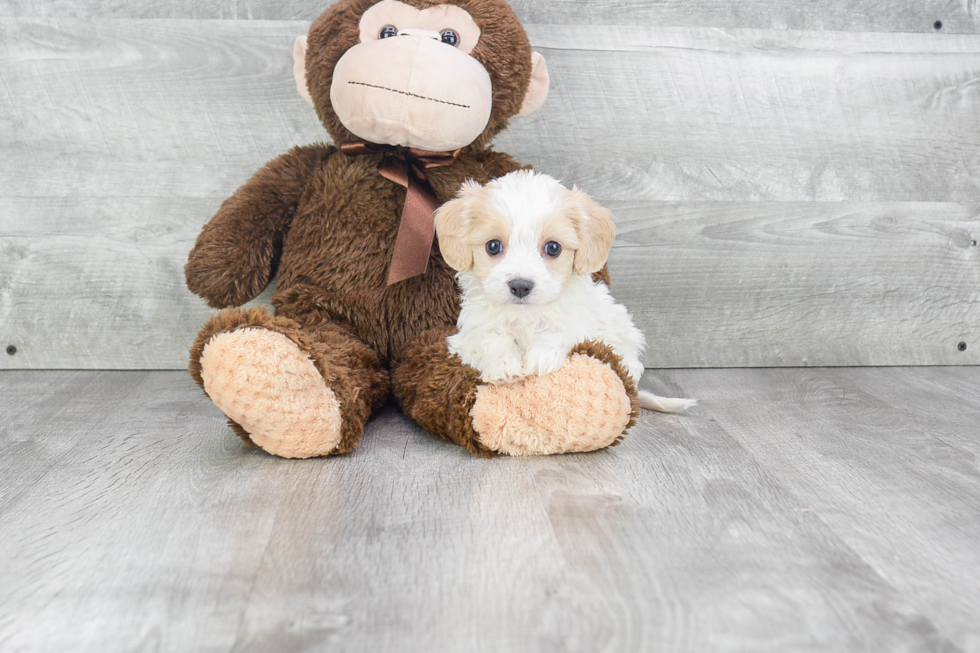 Smart Cavachon Designer Pup