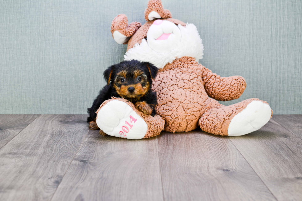 Meet Bella - our Yorkshire Terrier Puppy Photo 