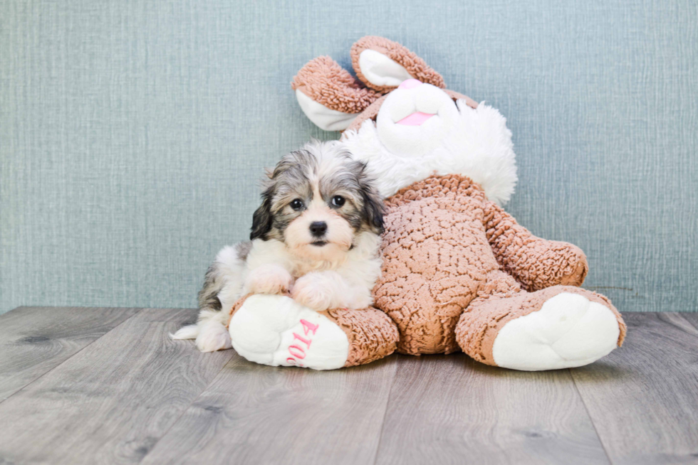 Teddy Bear Pup Being Cute