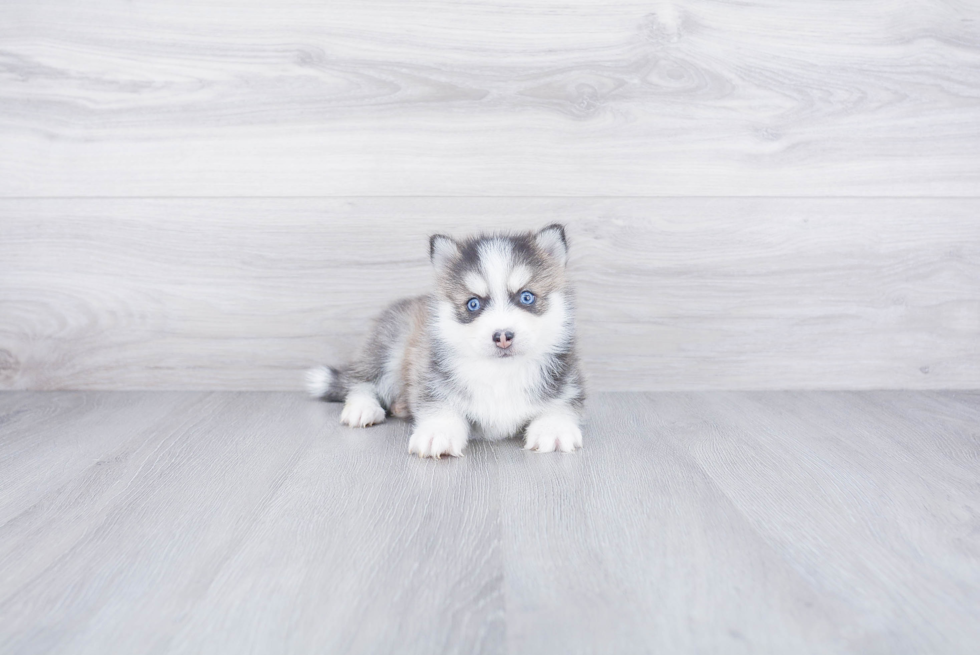 Pomsky Pup Being Cute