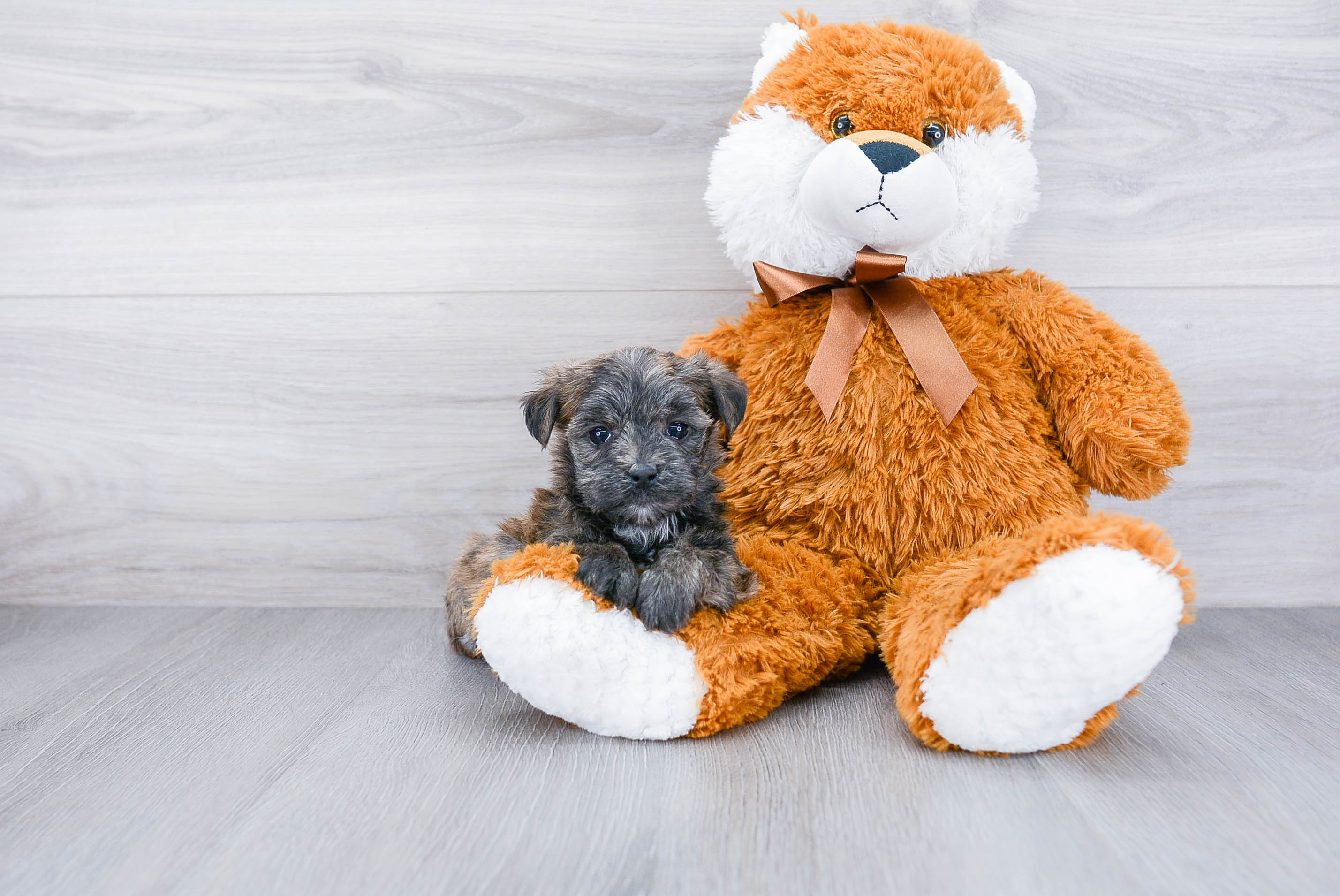 Fluffy Morkie Designer Pup