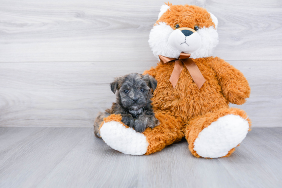 Fluffy Morkie Designer Pup