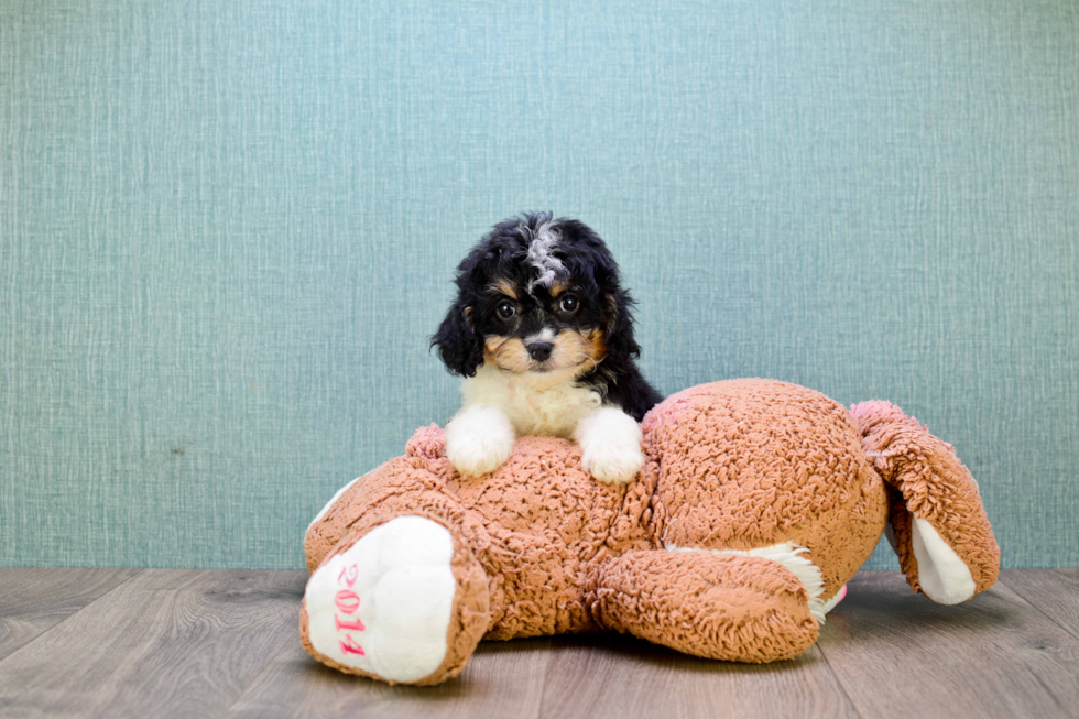 Best Cavapoo Baby