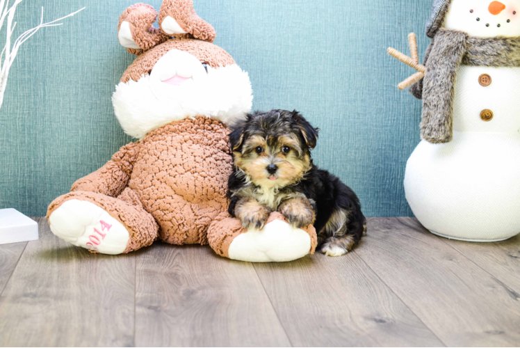 Best Morkie Baby