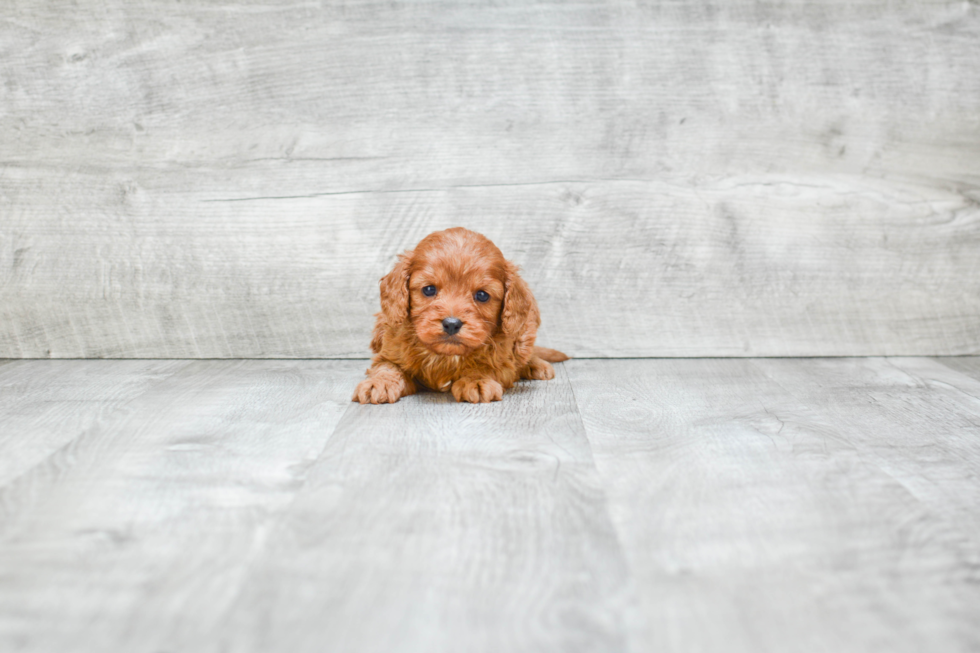 Small Cavapoo Baby