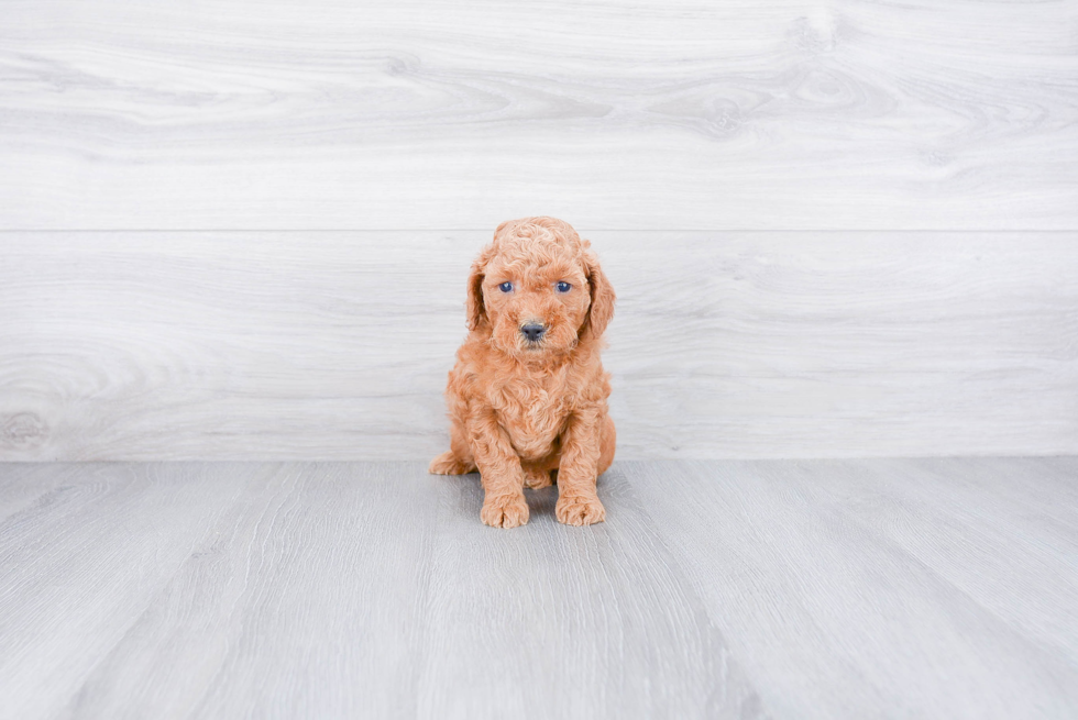 Sweet Mini Goldendoodle Baby