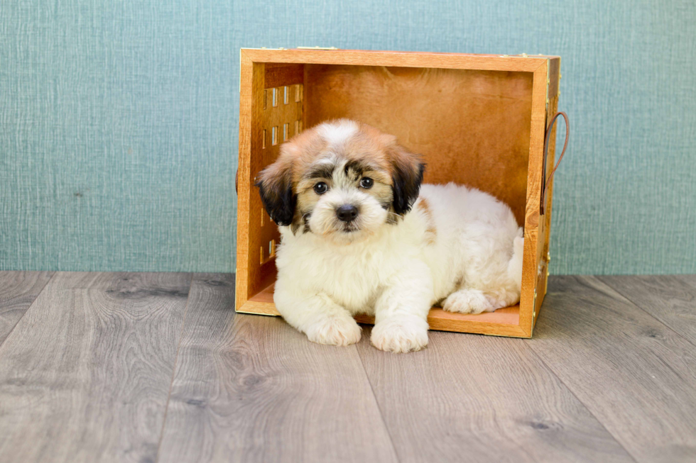 Energetic Shichon Designer Puppy