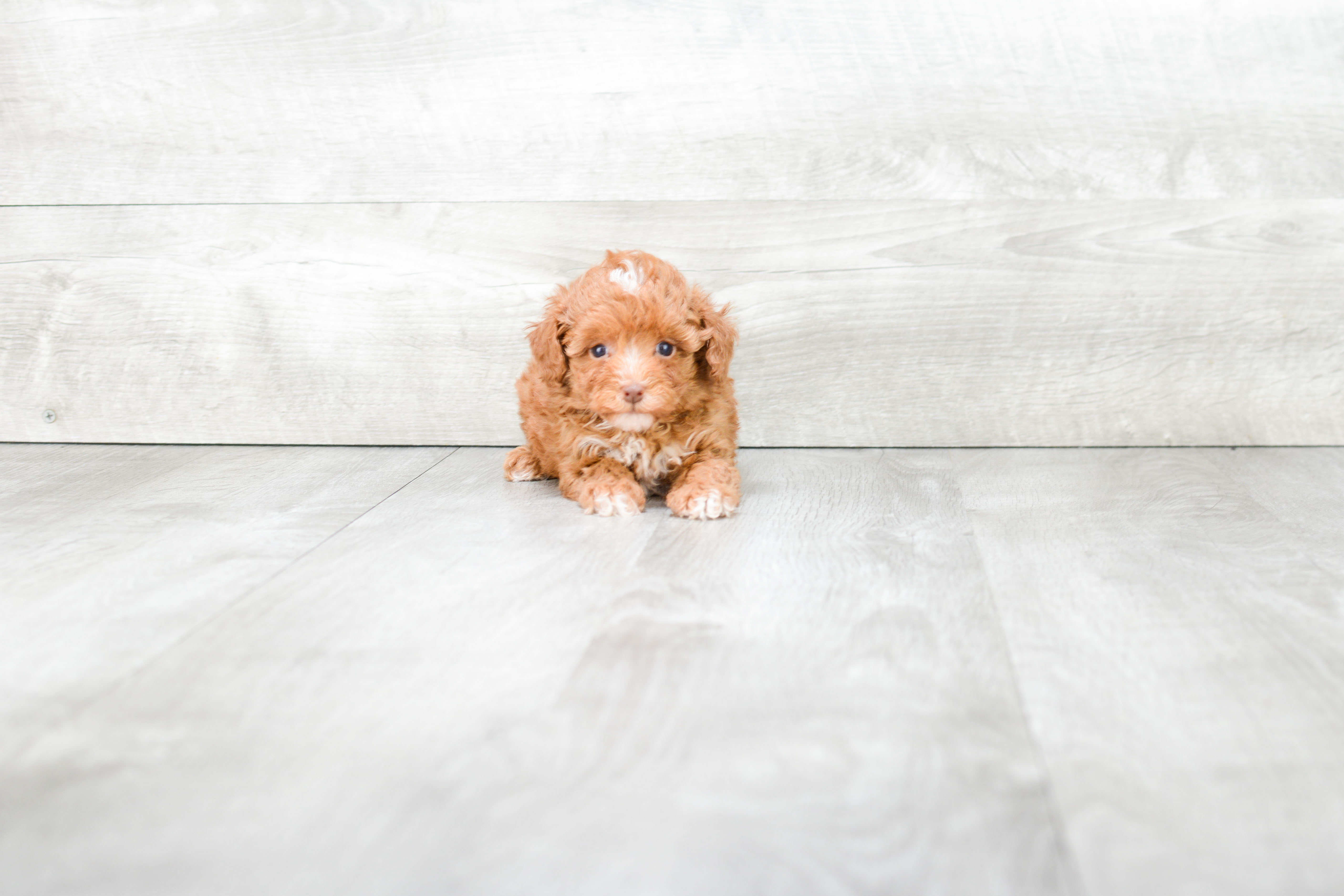 Poodle Puppy for Adoption