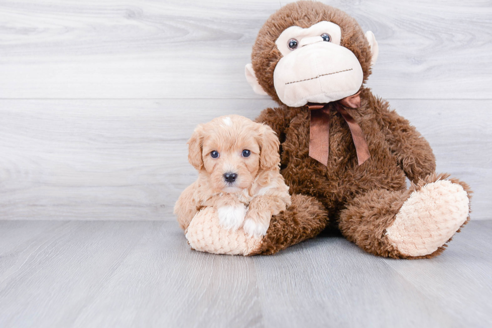 Cavapoo Pup Being Cute